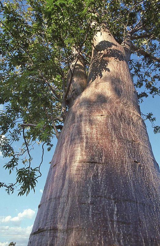 WT 0400 096-37 Australia.jpg